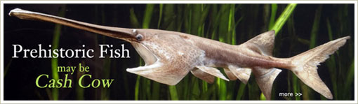 Preshistoric fish ...