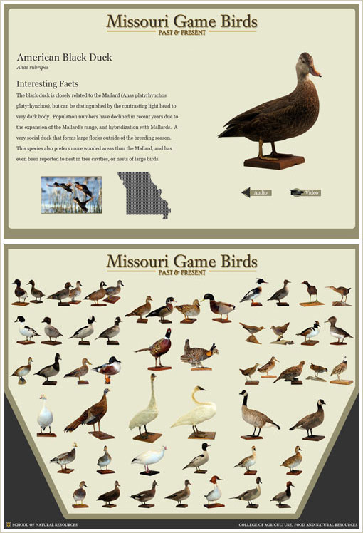 Missouri Game Birds