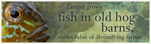 Farmers grow fish ...