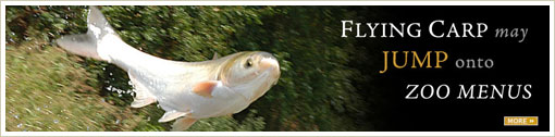 Flying Carp ...