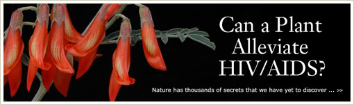 Can a Plant Alleviate HIV/AIDS?