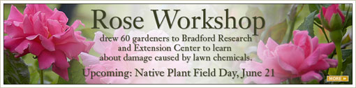 Rose Workshop